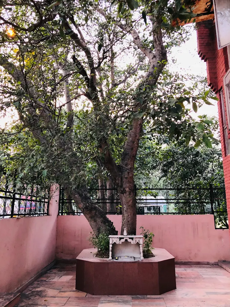 Mandir courtyard and sacred tree